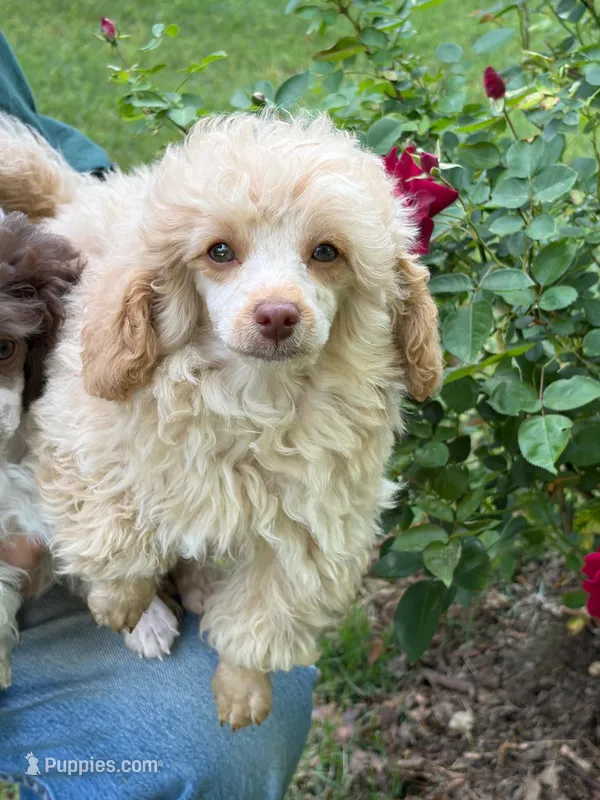 Dusty – Poodle - Toy  puppy for sale in Pinson, TN
