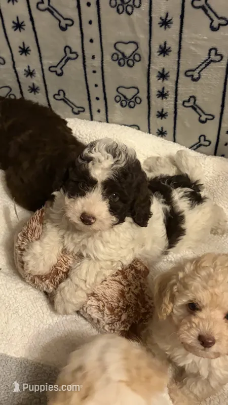 Sport – Poodle - Toy  puppy for sale in Pinson, TN