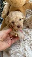 Peanut, a male Poodle - Toy  for sale in Pinson, TN – 5 of 5