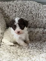 Snickers, a male Poodle - Toy  for sale in Pinson, TN – Photo 2 of 4