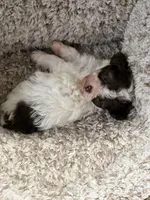 Snickers, a male Poodle - Toy  for sale in Pinson, TN – Photo 4 of 4