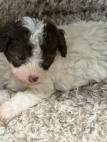 Snickers, a male Poodle - Toy  for sale in Pinson, TN – Photo 1 of 4