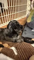 Jagger, a male Cocker Spaniel for sale in Pinson, TN – 3 of 5