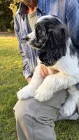 Blue Flash, a male Cocker Spaniel for sale in Pinson, TN – 3 of 6