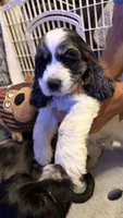 Flash, a male Cocker Spaniel for sale in Pinson, TN – 2 of 4