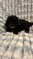 Freddy F1bb, a male Cavapoo for sale in Pinson, TN – 2 of 4