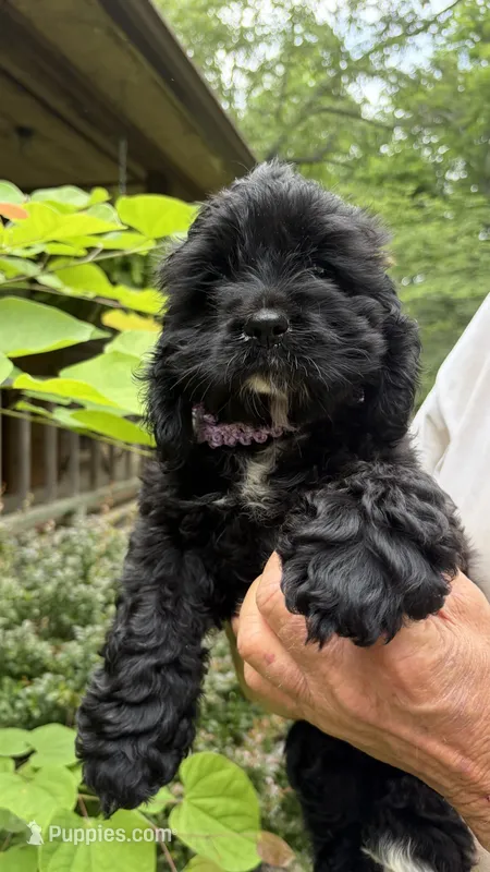 Milli AKC – Cocker Spaniel puppy for sale in Pinson, TN