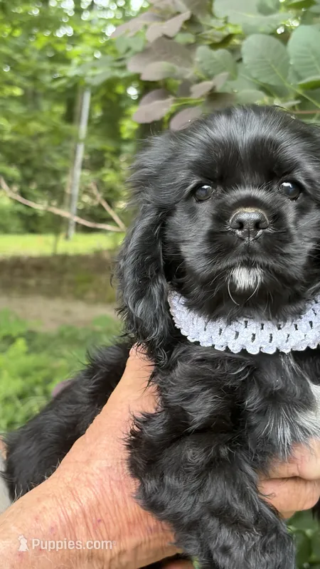 Minnie AKC – Cocker Spaniel puppy for sale in Pinson, TN
