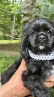 Minnie AKC, a female Cocker Spaniel for sale in Pinson, TN – 1 of 6