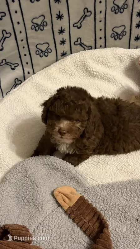 Ritz – Poodle - Toy  puppy for sale in Pinson, TN