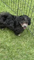 Benji, a male Poodle - Toy  for sale in Pinson, TN – 2 of 4