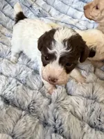 Chip, a male Poodle - Toy  for sale in Pinson, TN – Photo 3 of 4