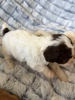 Chip, a male Poodle - Toy  for sale in Pinson, TN – Photo 4 of 4