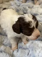 Chip, a male Poodle - Toy  for sale in Pinson, TN – Photo 1 of 4
