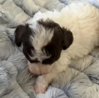 Chip, a male Poodle - Toy  for sale in Pinson, TN – Photo 2 of 4