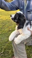 Blue Flash, a male Cocker Spaniel for sale in Pinson, TN – 2 of 6