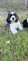 Blue Flash, a male Cocker Spaniel for sale in Pinson, TN – 4 of 6