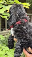 Bouncer AKC, a male Cocker Spaniel for sale in Pinson, TN – 3 of 6