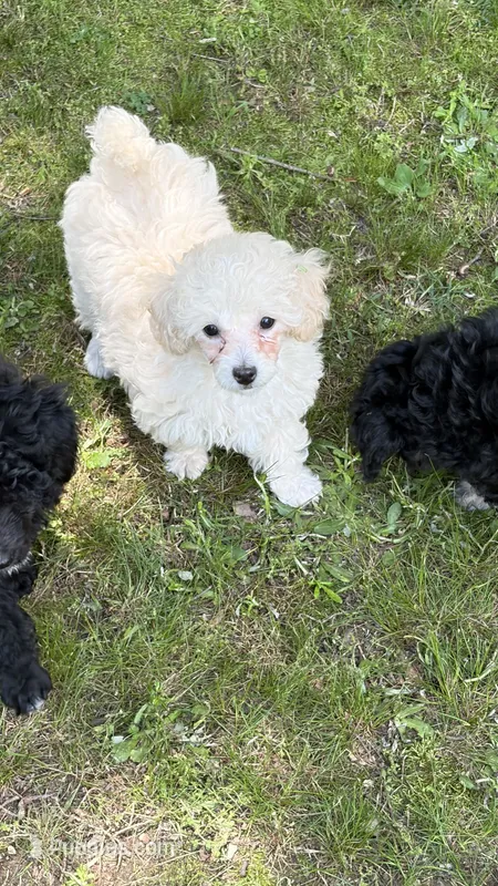 Zoe – Poodle - Toy  puppy for sale in Pinson, TN
