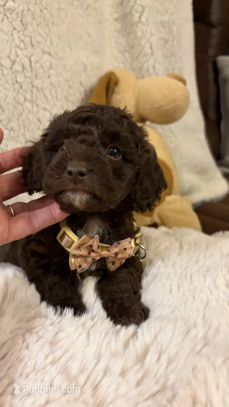 Choco – Poodle - Toy  puppy for sale in Pinson, TN