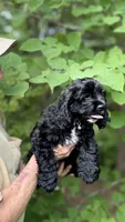 Milli AKC reduced , a female Cocker Spaniel for sale in Pinson, TN – 5 of 7