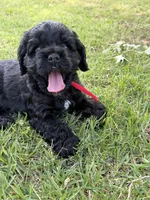 Cole AKC, a male Cocker Spaniel for sale in Pinson, TN – Photo 1 of 7