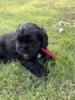 Cole AKC, a male Cocker Spaniel for sale in Pinson, TN – Photo 3 of 7