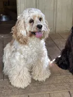 Cole AKC, a male Cocker Spaniel for sale in Pinson, TN – Photo 7 of 7