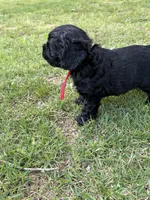 Cole AKC, a male Cocker Spaniel for sale in Pinson, TN – Photo 2 of 7
