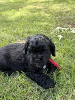 Cole AKC, a male Cocker Spaniel for sale in Pinson, TN – Photo 4 of 7