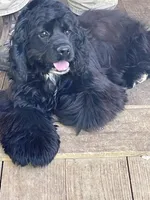 Cole AKC, a male Cocker Spaniel for sale in Pinson, TN – Photo 5 of 7