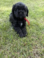 Cole AKC, a male Cocker Spaniel for sale in Pinson, TN – Photo 6 of 7