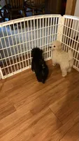 Zoe, a female Poodle - Miniature  for sale in Pinson, TN – 4 of 4