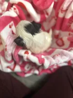 Lola, a female Shih Tzu for sale in Bellingham, MA – Photo 2 of 5