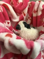 Lola, a female Shih Tzu for sale in Bellingham, MA – Photo 3 of 5