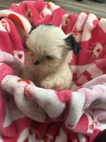 Lola, a female Shih Tzu for sale in Bellingham, MA – Photo 4 of 5