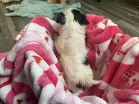 Lola, a female Shih Tzu for sale in Bellingham, MA – Photo 5 of 5