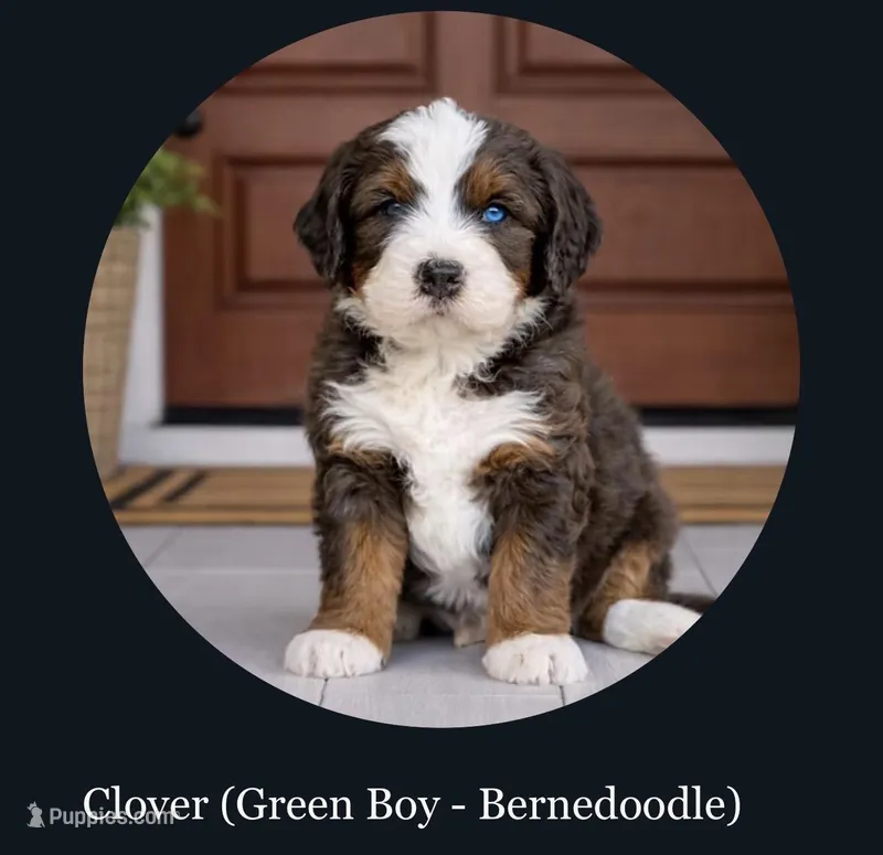 Clover, green boy. – Miniature Bernedoodle puppy for sale in Salt Lake City, UT