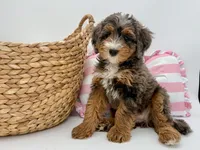 Daisy, Pink Collar Girl, a female Miniature Bernedoodle for sale in Salt Lake City, UT – Photo 1 of 5