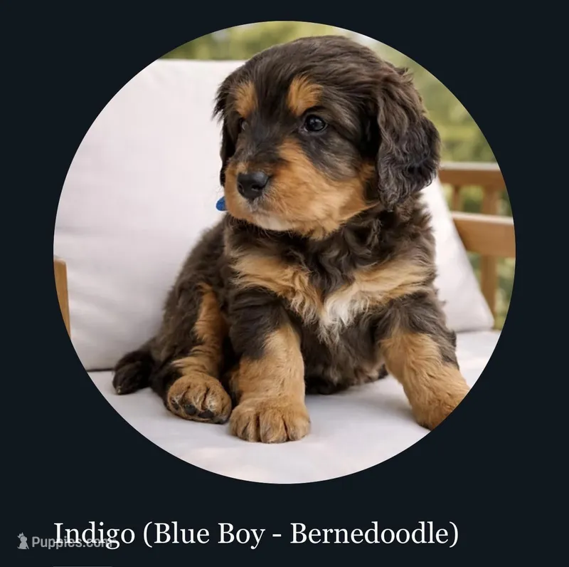 Indigo, Blue boy – Miniature Bernedoodle puppy for sale in Salt Lake City, UT