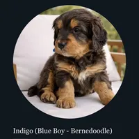 Indigo, Blue boy, a male Miniature Bernedoodle for sale in Salt Lake City, UT – Photo 1 of 4
