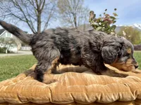 Indigo, Blue boy, a male Miniature Bernedoodle for sale in Salt Lake City, UT – Photo 4 of 4