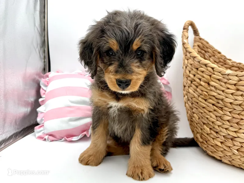 Indigo, Blue boy – Miniature Bernedoodle puppy for sale in Salt Lake City, UT