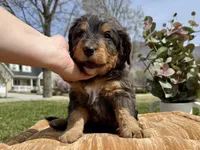 Indigo, Blue boy, a male Miniature Bernedoodle for sale in Salt Lake City, UT – Photo 3 of 4