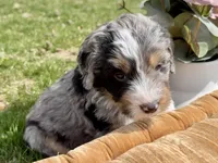 Lilly, Purple Girl, a female Miniature Bernedoodle for sale in Salt Lake City, UT – Photo 4 of 6