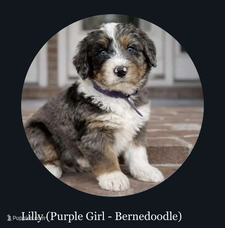 Lilly, Purple Girl – Miniature Bernedoodle puppy for sale in Salt Lake City, UT