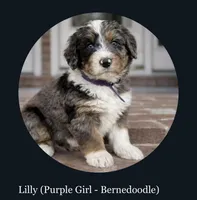 Lilly, Purple Girl, a female Miniature Bernedoodle for sale in Salt Lake City, UT – Photo 1 of 6