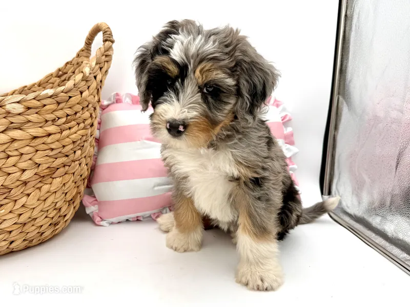 Lilly, Purple Girl – Miniature Bernedoodle puppy for sale in Salt Lake City, UT