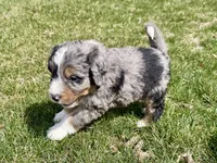 Lilly, Purple Girl, a female Miniature Bernedoodle for sale in Salt Lake City, UT – Photo 6 of 6