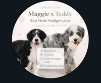 Lilly, Purple Girl, a female Miniature Bernedoodle for sale in Salt Lake City, UT – Photo 3 of 6